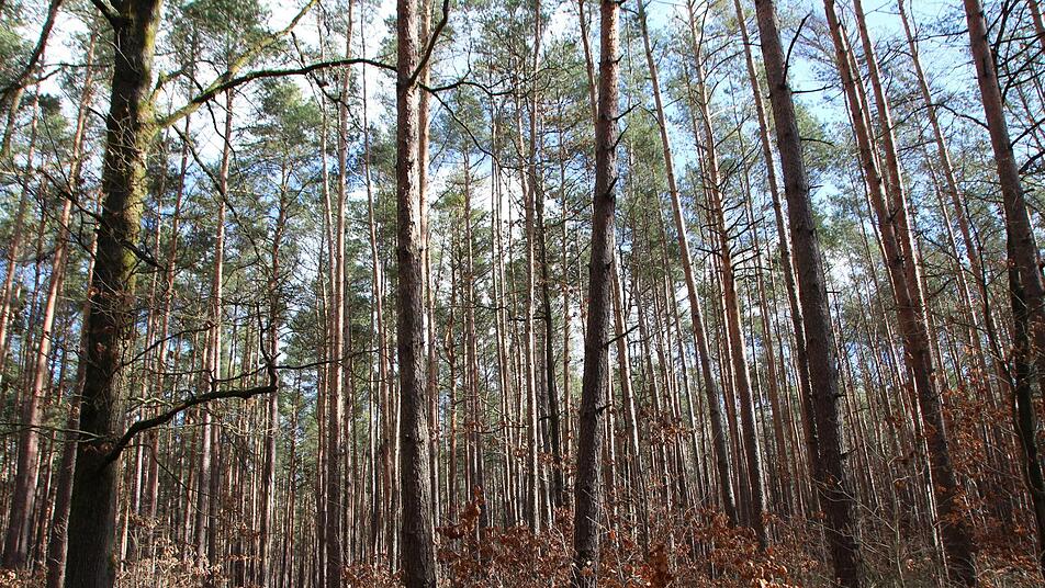 Der Bürgerwald in Höchstadt-Süd: Unter den immer schwächer werdenden Kronen der Kiefern wachsen Laubbäume nach.     Foto: Andreas Dorsch
