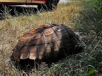 Augsburg: Spornschildkröte nahe Mülldeponie entdeckt Augsburg: Spornschildkröte nahe Mülldeponie entdeckt