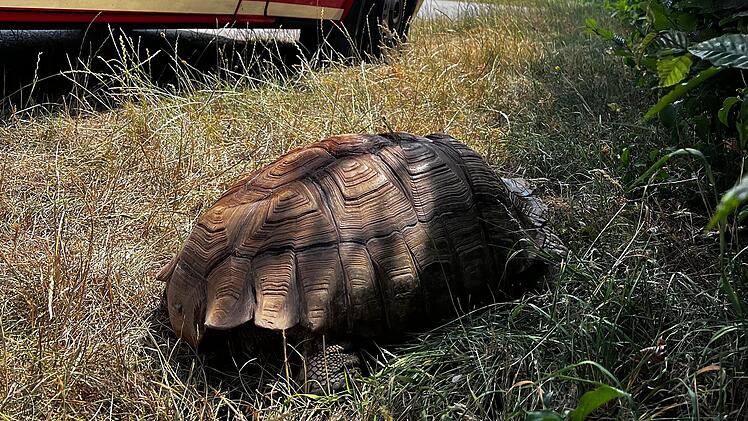 Augsburg: Spornschildkr&ouml;te nahe M&uuml;lldeponie entdeckt