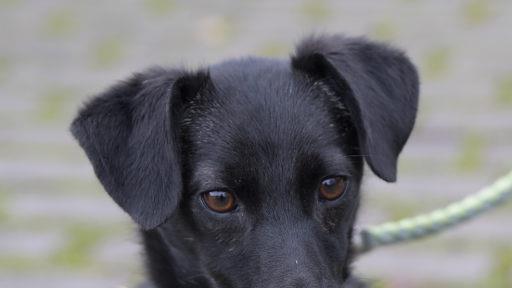Bonny sucht ein Herrchen. Foto: Tierheim Bamberg