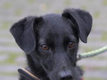 Bonny sucht ein Herrchen. Foto: Tierheim Bamberg