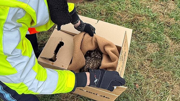 A72 im Kreis Hof: Tierischer Einsatz - Polizei rettet Greifvogel aus misslicher Lage