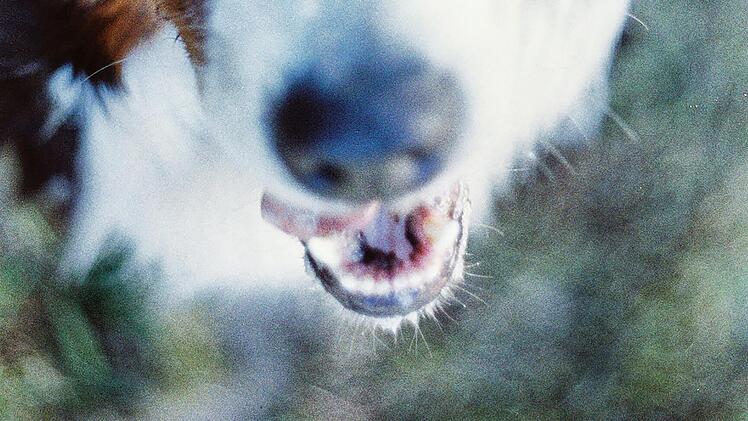 Frau von Berner Sennenhund angefallen