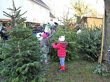 Tannenduft war eines, was über den Falkendorfer Markt zog - gepaart mit Karpfengeruch.  Foto: Richard Sänger