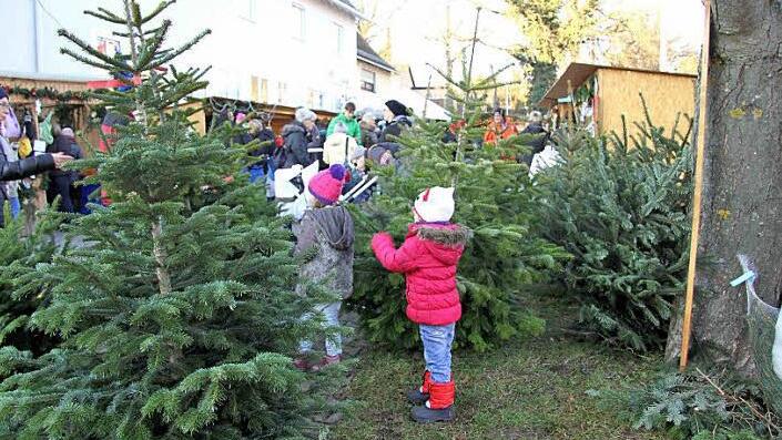 Tannenduft war eines, was über den Falkendorfer Markt zog - gepaart mit Karpfengeruch.  Foto: Richard Sänger