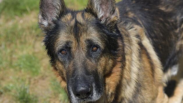 Bamberg: Sorgenkind im Tierheim - Deutscher Sch&auml;ferhund Rex ist auf Schmerzmittel angewiesen