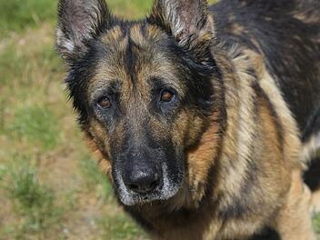 Bamberg: Sorgenkind im Tierheim - Deutscher Schäferhund Rex ist auf Schmerzmittel angewiesen