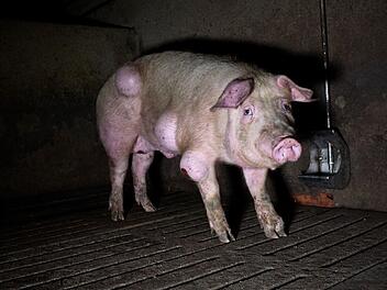 Grausige Zust&auml;nde in einem spanischen Schweinemastbetrieb