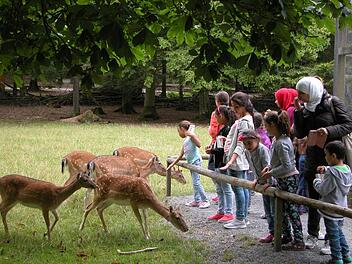 Begegnung mit fremden Tieren: Fl&uuml;chtlingskinder besuchten den Wildpark Klaushof. Fotos: Karin Reinshagen