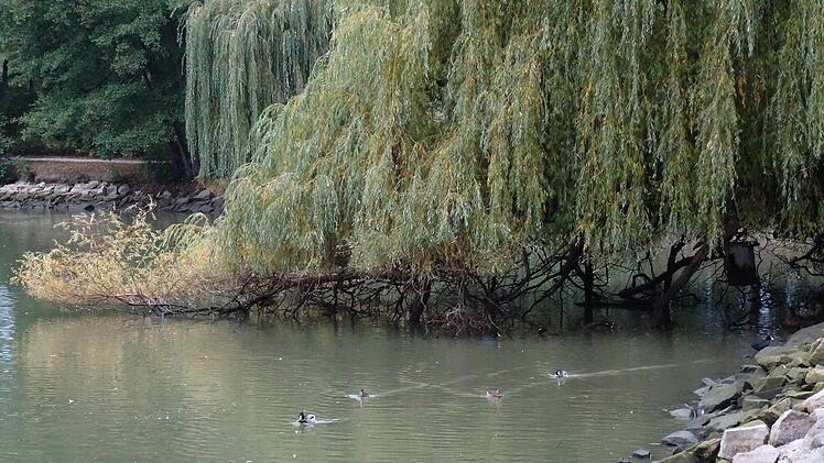 An den Ästen der Trauerweide lässt sich gut erkennen, wie der Wasserspiegel bereits gesunken ist.Foto: Jochen Berger