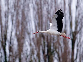 Storch in Baden-W&uuml;rttemberg