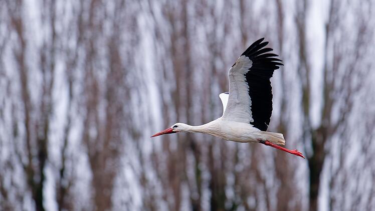 Storch in Baden-W&uuml;rttemberg