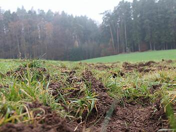 Eine von Wildschweinen umgegrabene Wiese Foto: M. Kreklau