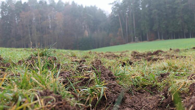 Eine von Wildschweinen umgegrabene Wiese Foto: M. Kreklau