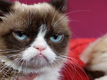 Das ist "Grumpy Cat", aber "Grumpy Cat" ist nicht die schlimmste Katze der Welt. Die heißt "Perdita" und lebt im US-Bundesstaat North Carolina. Foto: Barbara Munker/dpa