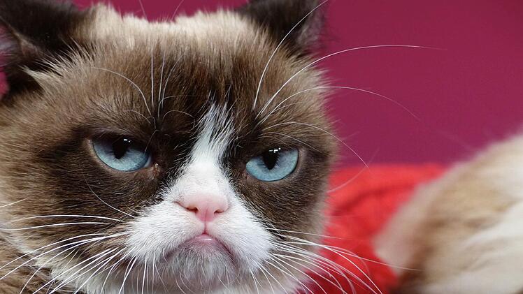 Das ist "Grumpy Cat", aber "Grumpy Cat" ist nicht die schlimmste Katze der Welt. Die heißt "Perdita" und lebt im US-Bundesstaat North Carolina. Foto: Barbara Munker/dpa