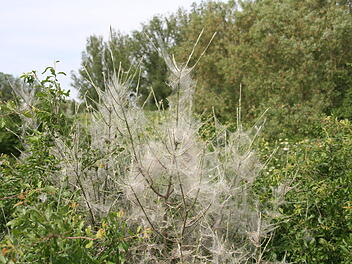 Gespinstmotten sorgen im Kreis Bamberg für Gruselstimmung