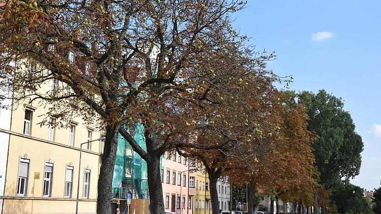Schwer geschädigte Bäume unweit der Erlöserkirche.