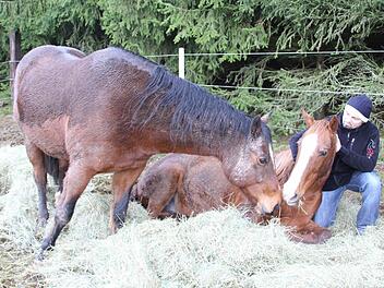 Werner Muffel mit den Pferden Sunny (links) und Jaiyl in der Koppel bei Neukenroth  Foto: Friedwald Schedel
