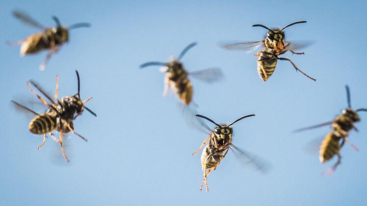 W&uuml;rzburger Expertin erkl&auml;rt, wie man sich richtig verh&auml;lt. Foto: Frank Rumpenhorst/dpa
