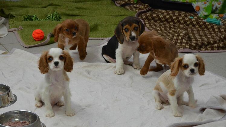 In der Quarantäne-Station des Tierheims sind die Welpen gut aufgehoben. Es fragt sich nur, wie lange. Foto: Rainer Lutz