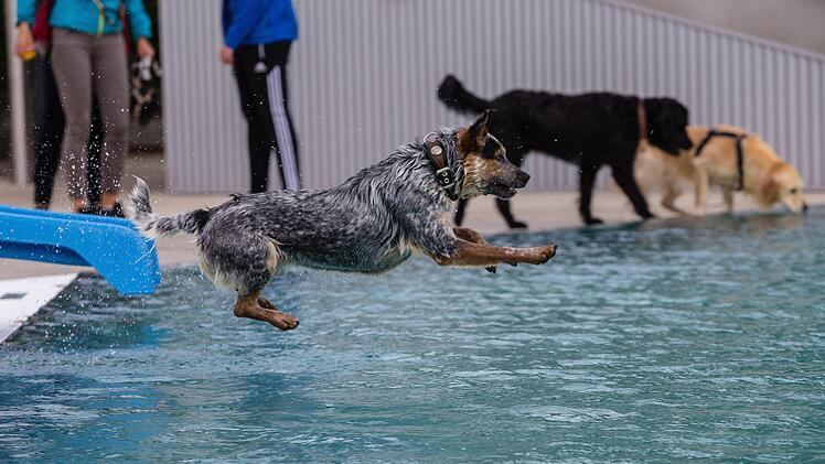Ab ins Badevergn&uuml;gen. Die meisten Vierbeiner lie&szlig;en sich beim Dog-Day im Schweinfurter Silvana nicht lange bitten.  Foto: Martina M&uuml;ller