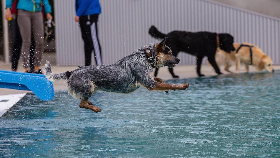 Ab ins Badevergn&uuml;gen. Die meisten Vierbeiner lie&szlig;en sich beim Dog-Day im Schweinfurter Silvana nicht lange bitten.  Foto: Martina M&uuml;ller