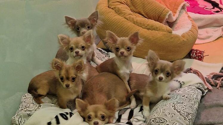 Tierheim Nürnberg: "Nächste Katastrophe" - 19 Chihuahuas aus Wohnung sichergestellt