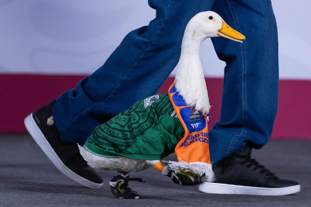 Mexikanische WM-Ente auf Pressekonferenz