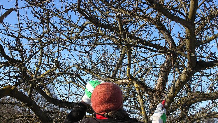 Bevor man schneidet, sollte man sich Zeit nehmen, sich den Baum genau anzuschauen und zu überlegen, was man erreichen möchte.Dagmar Besand