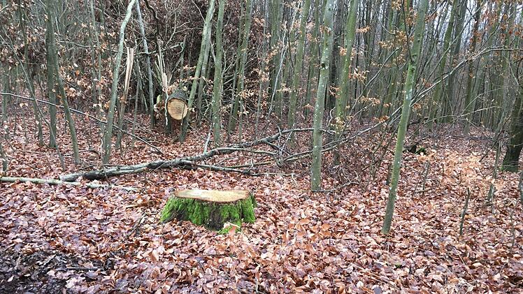 Eindrücke von den künftigen Windrad-Standorten im Sulzthaler Wald. Foto: Ralf Ruppert