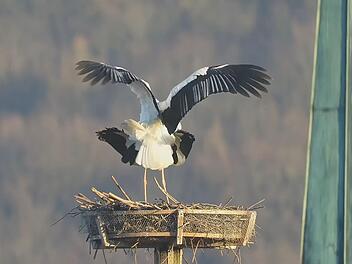 Auf dem Mönchsturmgab es zwar Paarungsversuche, aber die Störchin verließ leider das Nest wieder, nur das Männchen blieb zurück.