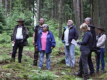 Draußen im Gelände: Im Sommer 2016 begutachtete der Stadtrat den ausgelichteten Fichtenbestand des Gänsrains. Foto: Archiv/Thomas Dill