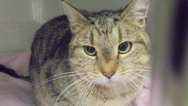 Da die Katze weder &uuml;ber einen Chip, noch &uuml;ber ein Halsband verf&uuml;gt, konnte bis jetzt kein Besitzer gefunden und informiert werden. Foto: Facebook  Tierrettungsdienst und Tierheim Pf&ouml;tli