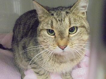 Da die Katze weder &uuml;ber einen Chip, noch &uuml;ber ein Halsband verf&uuml;gt, konnte bis jetzt kein Besitzer gefunden und informiert werden. Foto: Facebook  Tierrettungsdienst und Tierheim Pf&ouml;tli