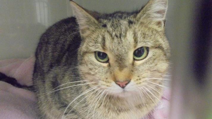 Da die Katze weder &uuml;ber einen Chip, noch &uuml;ber ein Halsband verf&uuml;gt, konnte bis jetzt kein Besitzer gefunden und informiert werden. Foto: Facebook  Tierrettungsdienst und Tierheim Pf&ouml;tli