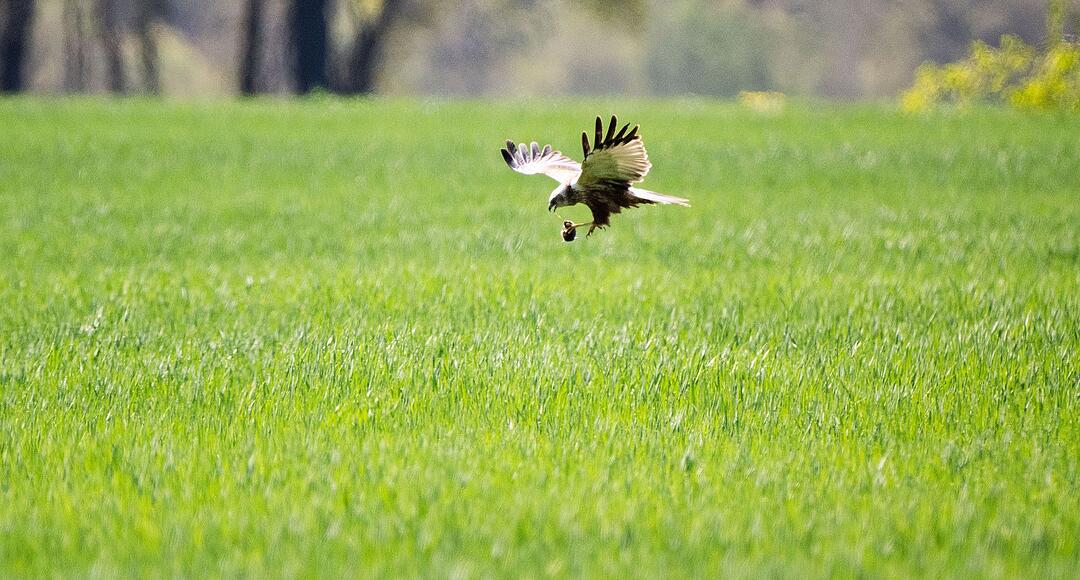 M&auml;usej&auml;ger