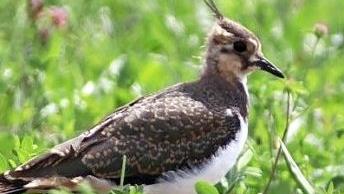 Der Kiebitz brütet wieder im östlichen Landkreis. Foto: Matthias Franz