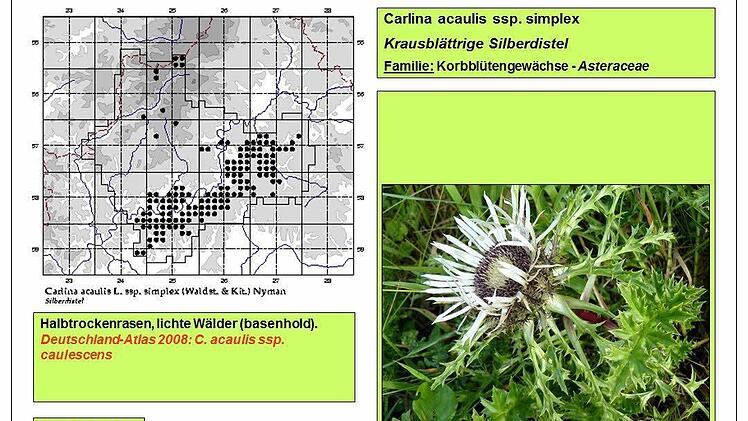 "Silberdistel" Carlina : Auszug aus dem Botonischen Atlas, Beispiel der umfangreichen Flora des Landkreises Bad Kissingen.Foto: Hartmann
