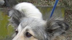 Aida mit denCollie-Ohren