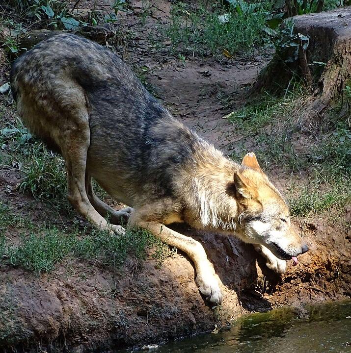 Ein Besuch im Wildtierpark Schloss Tambach. Danke an inFrankenPix-Nutzer herzolife!