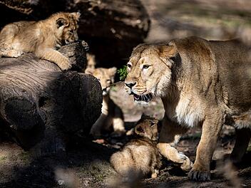 Tiergarten N&uuml;rnberg: L&ouml;wennachwuchs sorgt f&uuml;r Schockmoment