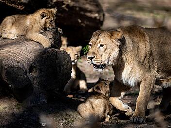 Tierpark N&uuml;rnberg: L&ouml;wenkater verletzt Jungtier t&ouml;dlich
