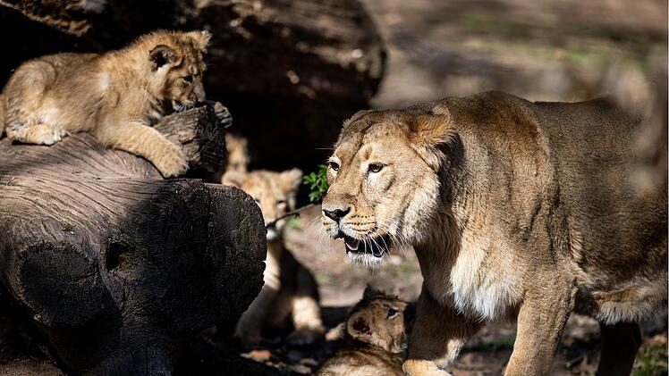 Tiergarten N&uuml;rnberg: L&ouml;wennachwuchs sorgt f&uuml;r Schockmoment
