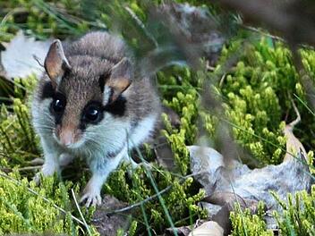 Ein Gartenschläfer, der nach seinem mehrmonatigen Winterschlaf beim morgendlichen Sonnenbad unweit der Ködeltalsperre überrascht wurde. Vermutlich war er auf der Suche nach Insektennahrung. Foto: privat