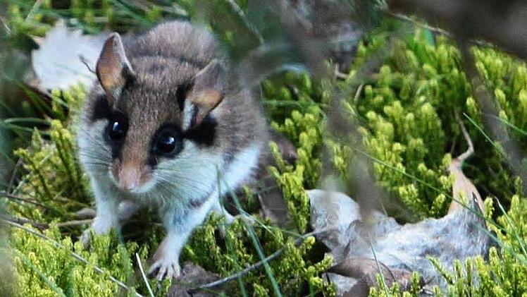 Ein Gartenschläfer, der nach seinem mehrmonatigen Winterschlaf beim morgendlichen Sonnenbad unweit der Ködeltalsperre überrascht wurde. Vermutlich war er auf der Suche nach Insektennahrung. Foto: privat