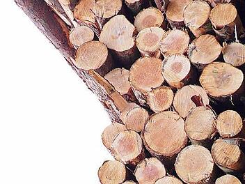 Die Holzstämme liegen für die Bieter zum Anschauen bereit. Bildnachweis: Symbolfoto
