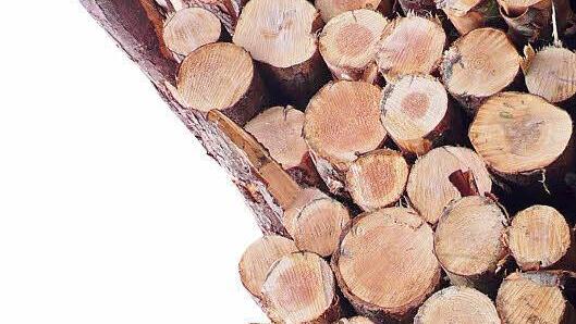 Die Holzstämme liegen für die Bieter zum Anschauen bereit. Bildnachweis: Symbolfoto