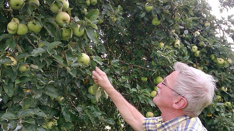 Ulf Zeidler inspiziert die Äpfel auf einer Streuobstwiese. Foto: Archiv/ Fabian Schäfer