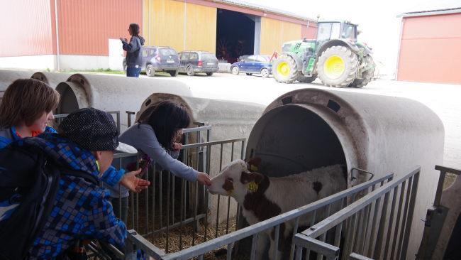 Besonders die Kälbchen in ihren Iglus hatten es den Kindern angetan.